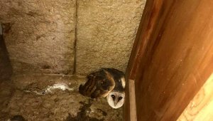 Yavru baykuş, kazı ekibine emanet