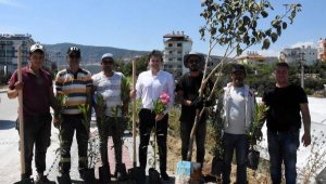 Yeşil bir Demre için fidan diktiler