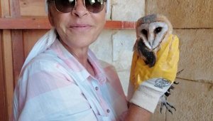 Yuvadan düşen yavru baykuş Doğa Koruma ekiplerine teslim edildi