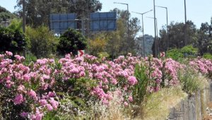 Zakkumların renk cümbüşü