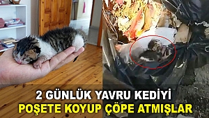 2 günlük yavru kediyi poşete koyup çöpe atmışlar
