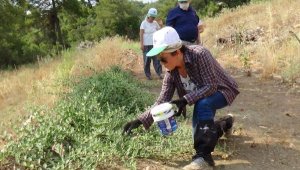 'Zararlı' diye arazilerden söküp atılan kaparinin kilosu 2.5 euro