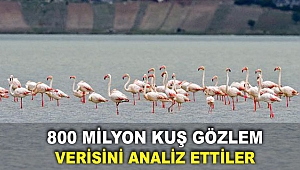 800 milyon kuş gözlem verisini analiz ettiler