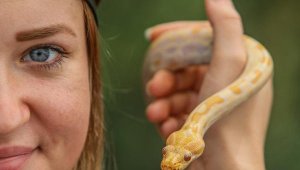Albino piton yavrusu, Antalya Akvaryum'un maskotu oldu