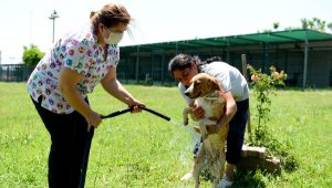 Antalya'da, hayvanlara sulu serinlik