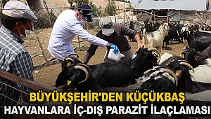 Büyükşehir'den küçükbaş hayvanlara iç-dış parazit ilaçlaması