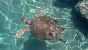 Caretta carettaların 'koronavirüs' özgürlüğü