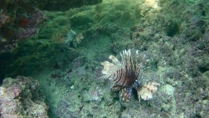 Hobi amaçlı görüntüleme yaparken dünyanın en zehirli balığını kaydetti