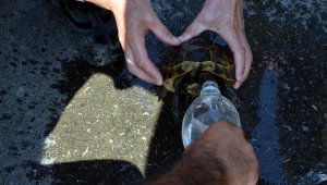 Kaplumbağayı alevlerin arasından kurtardılar