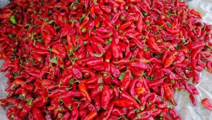 Kapya biberden salçanın kilosu 40 lira