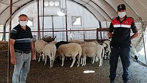 Kayıp hayvanlar bulundu