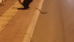 Kedi ile yılanın birbirlerine saldırı anı kamerada