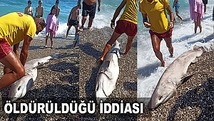 Köpek balığının turistlere gösterilmek için öldürüldüğü iddiası