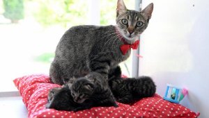 Lohusa dönemindeki kedilere özel ilgi