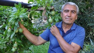 Passiflora meyvelerini 100 liradan satışa çıkardı