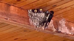 Patara Antik Kenti Kazı Evi'nin sevimli konukları