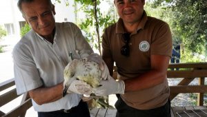 Sahilde yaralı bulunan martıya tedavi