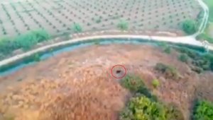 Serik'te kayıp kurbanlık keçi, dronla bulundu