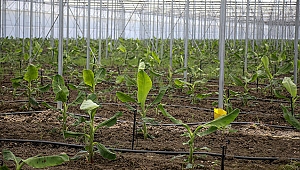 Tarım arazileri muz  serasına dönüşüyor