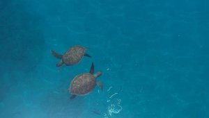 Tekneden caretta carettaları beslediler