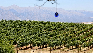 Üzüm çekirdeği  yağının litresi 640 lira