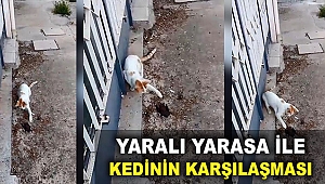 Yaralı yarasa ile kedinin karşılaşması
