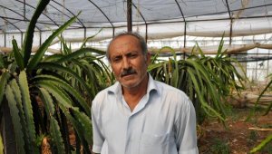 Yarım dönümde örtü altı ejder meyvesi üretiminden 50 bin lira kazanç bekliyor