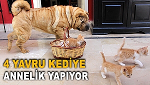 4 yavru kediye annelik yapıyor