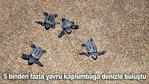 5 binden fazla yavru kaplumbağa denizle buluştu