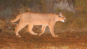 Anadolu'nun zenginliği