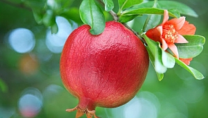 ANTBİRLİK Nar alımına başlardı