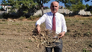 ANTBİRLİK’ten susam ve fıstık alımı