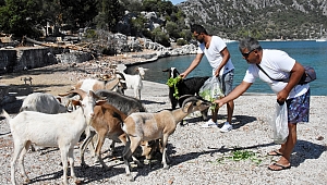 Aşırlı Adası'nın sahipleri, dağ keçileri 