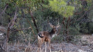 'Av turizmi' için 798 kota