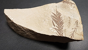 Beydağları'nda 65 milyon yıllık bitki fosili