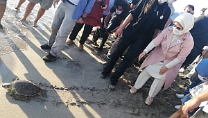 Caretta Likya, Rodos Adası'na gitti