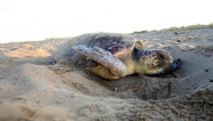 Caretta yuvalarında 'pandemi' rekoru