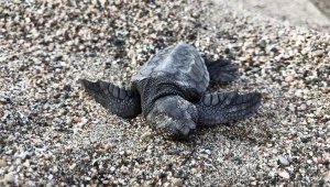 Demre'de 2 bin 500 yavru caretta denizle buluştu