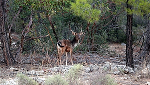 Doğaseverlerin tercihi Düzlerçamı