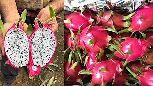 Ejder meyvesine, üreticinin talebi artıyor 