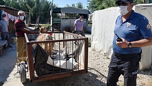 Hırsız sandılar, keçilerin sahibi çıktı