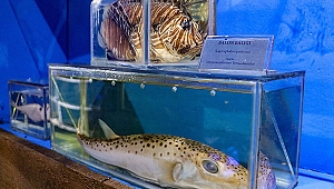 İstilacı 2 tür de Akdeniz balıkları arasına girdi