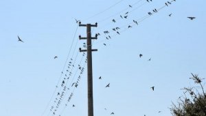 Kırlangıçların görsel şöleni 