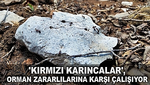 'Kırmızı karıncalar', orman zararlılarına karşı çalışıyor