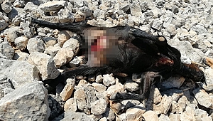 Kurtlar keçileri parçaladı