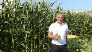 Mısırlar hasat için gün sayıyor