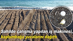 Sahilde çalışma yapılan iş makinesi, kaplumbağa yuvalarını dağıttı