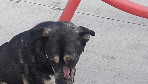 Tokyo, yeni hayatına  yeni ailesiyle başladı