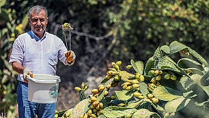 Vitamin deposu Frenk yemişi