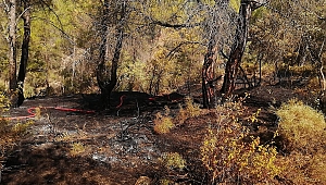 Yangın büyümeden söndürüldü